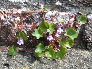 Ivy-leaved_toadflax_800